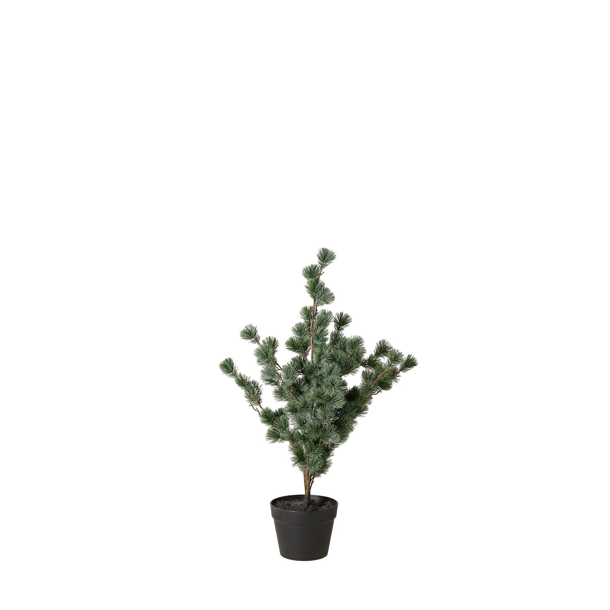 Wikholm Form LÄRKTRÄD
