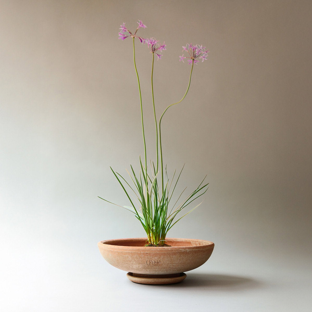 Ada Low Pot RAW Rosa