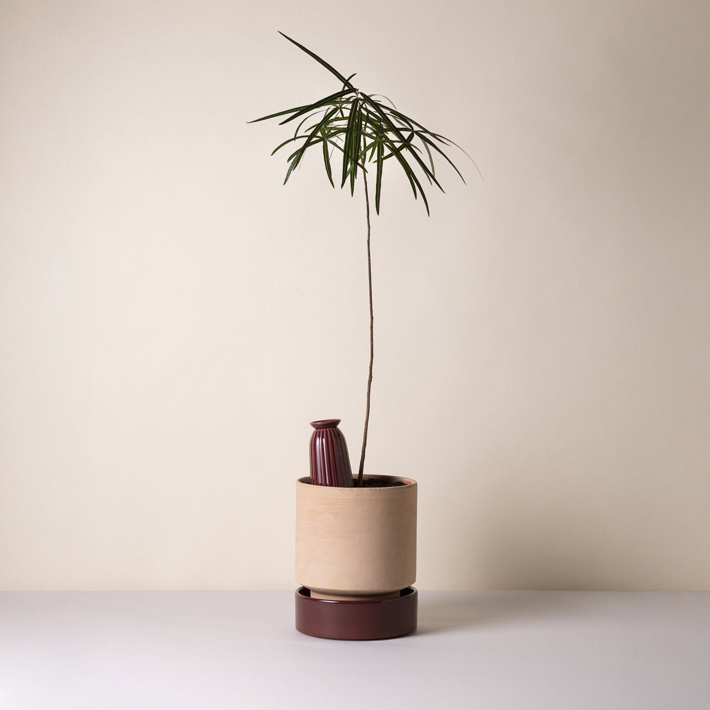 Cove Watering Tube Deep Burgundy