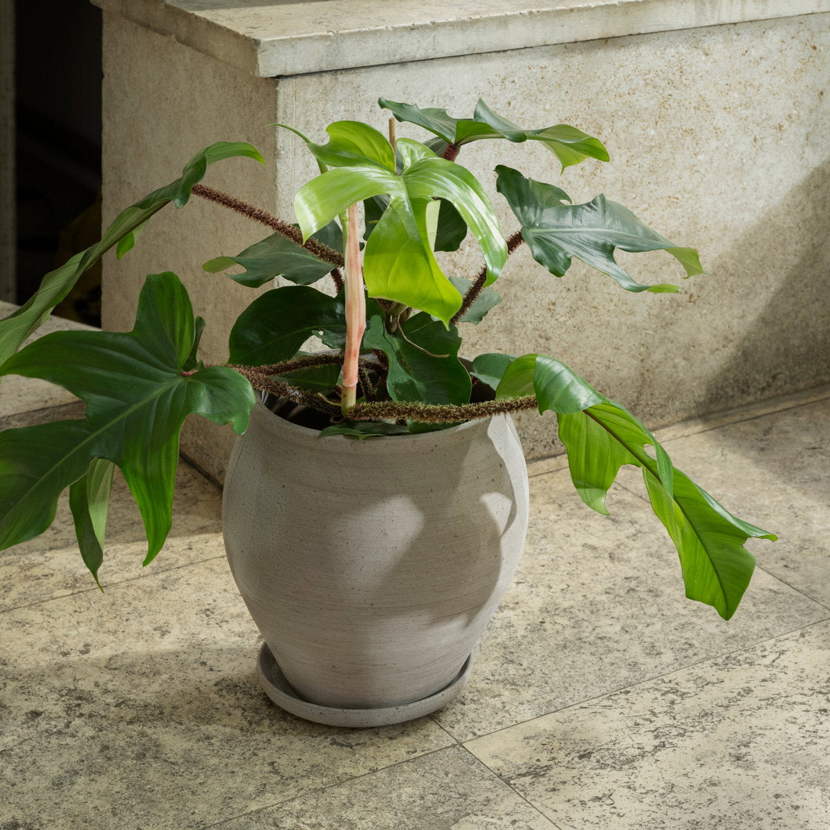 Delphi Tall Pot RAW Grey