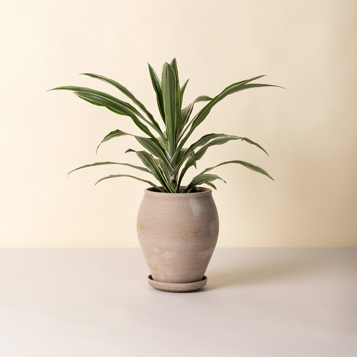 Delphi Tall Pot RAW Grey