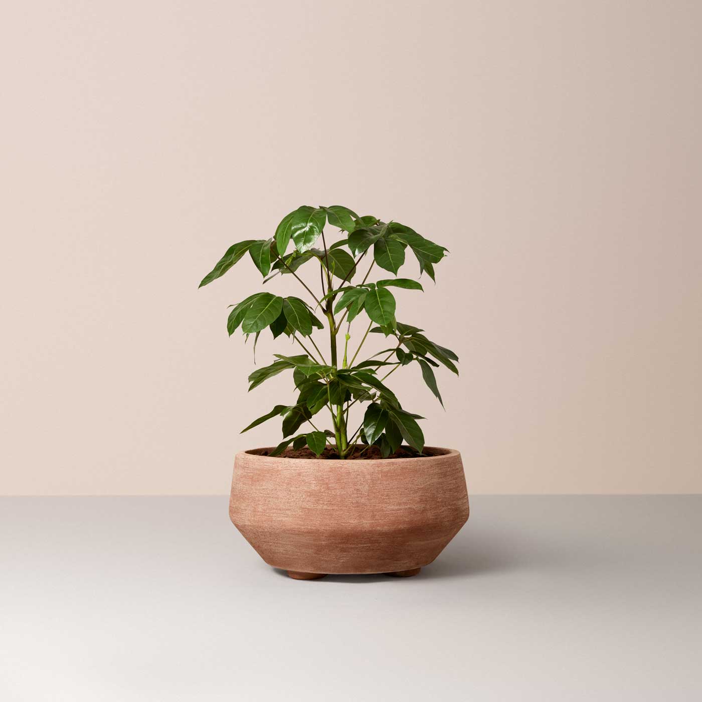 Doma Large Pot RAW Rosa