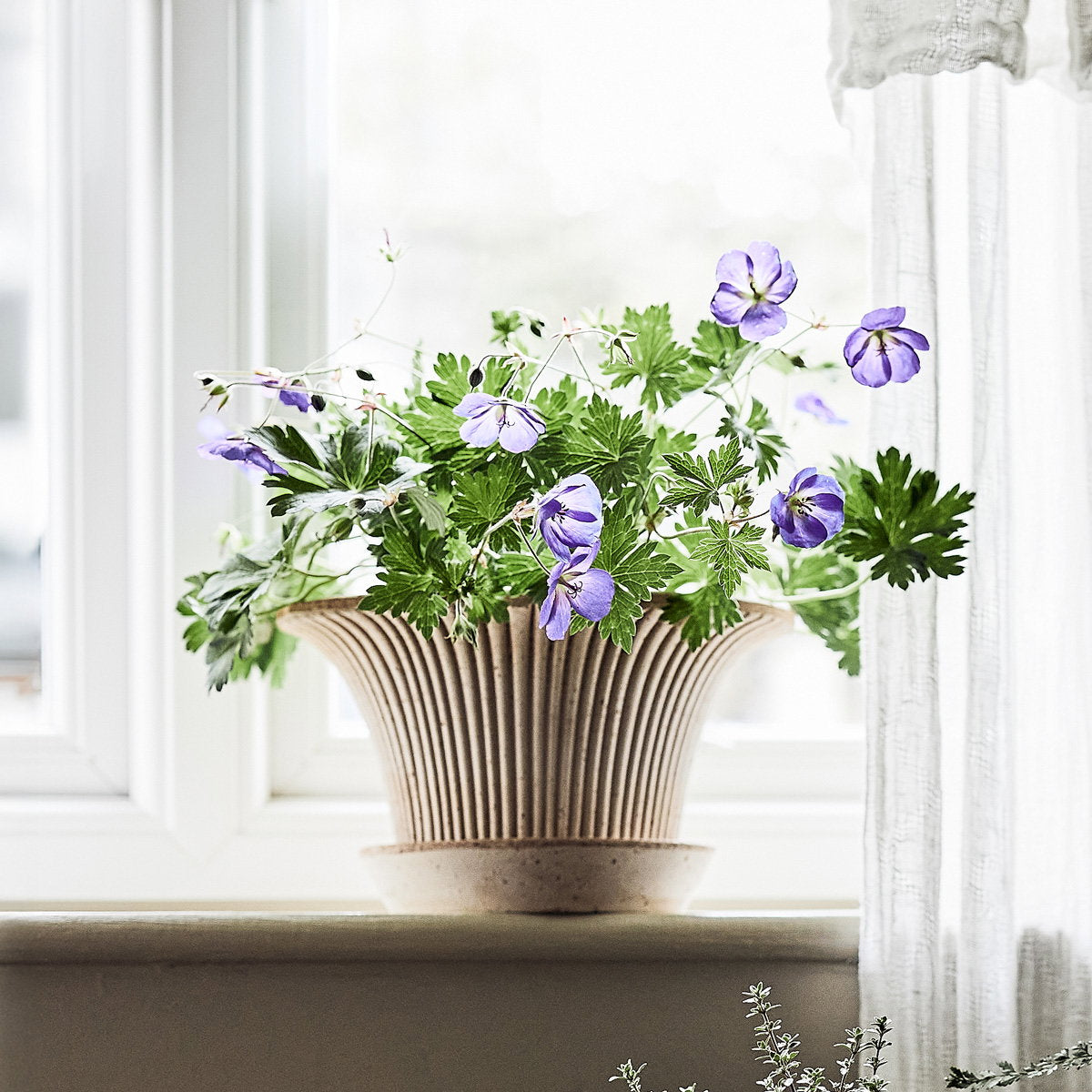Daisy Pot RAW Rosa