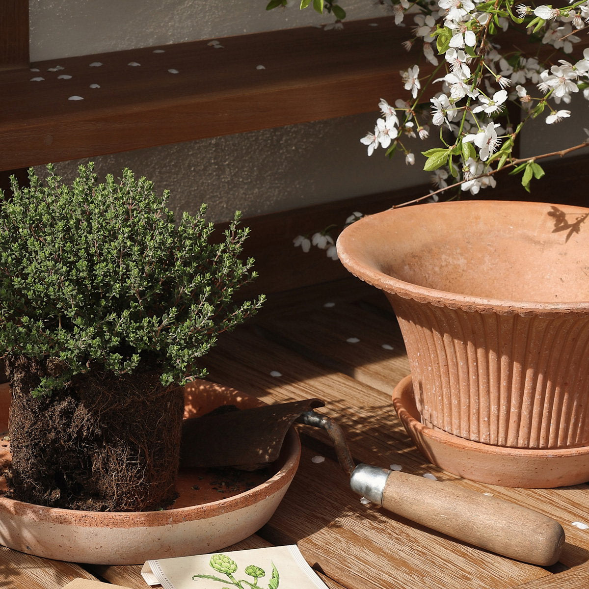Daisy Pot RAW Rosa