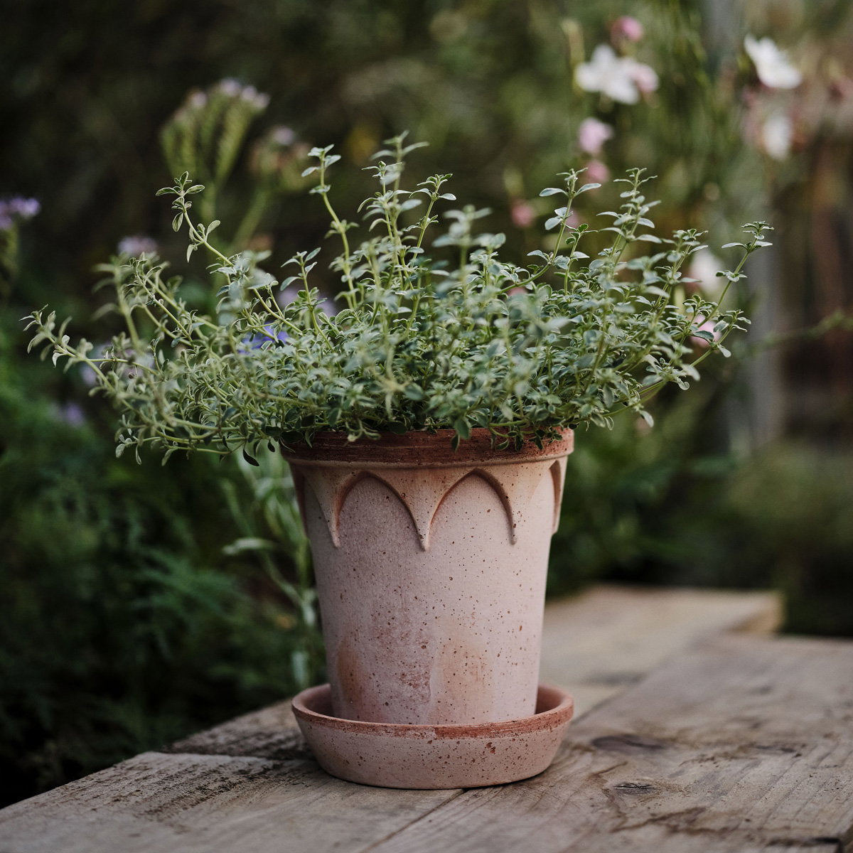 Elizabeth Pot RAW Rosa