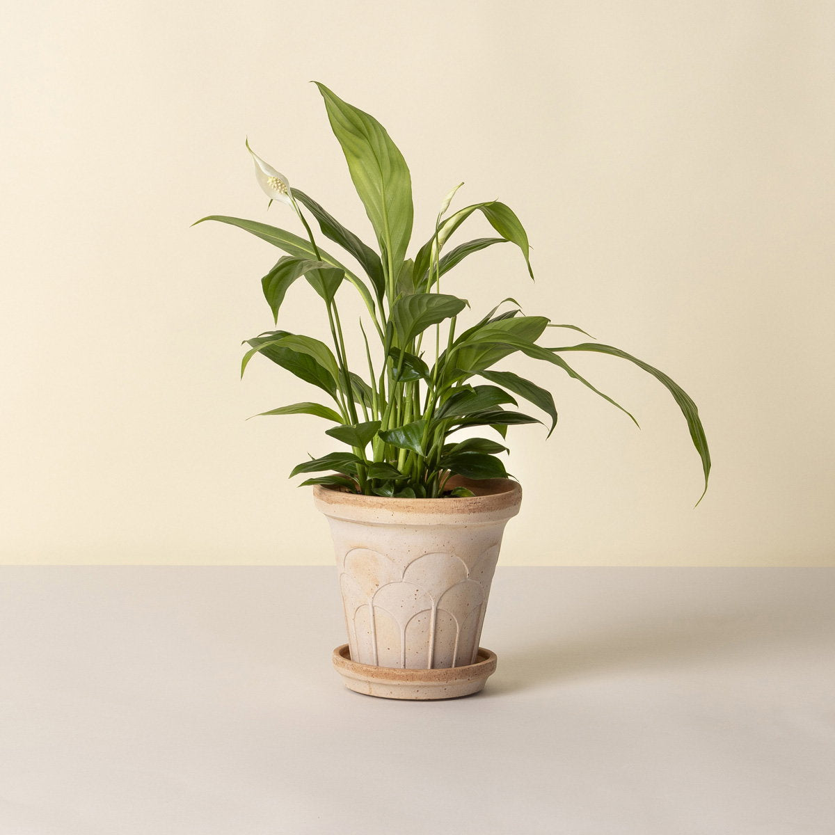Fleur Pot RAW Rosa