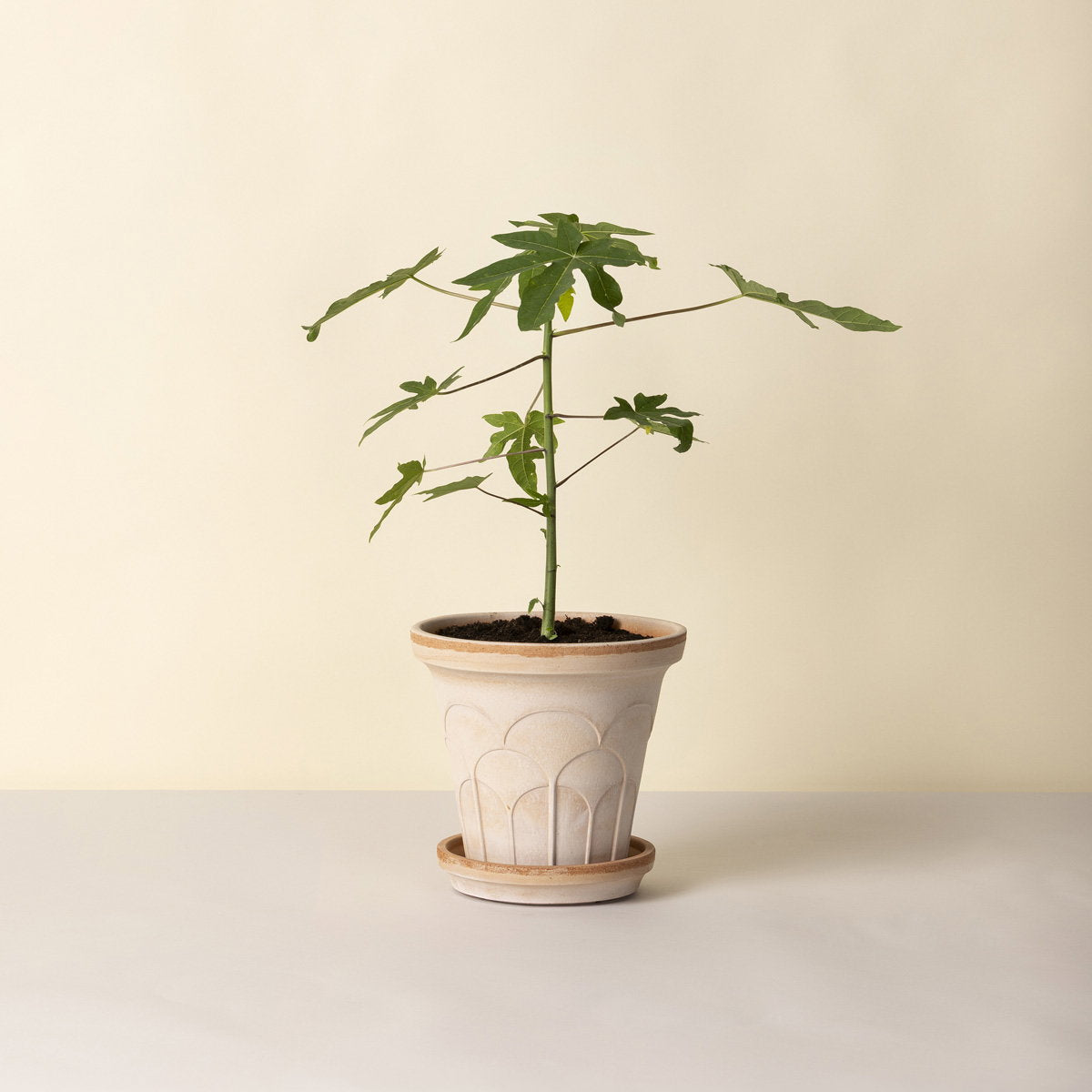 Fleur Pot RAW Rosa