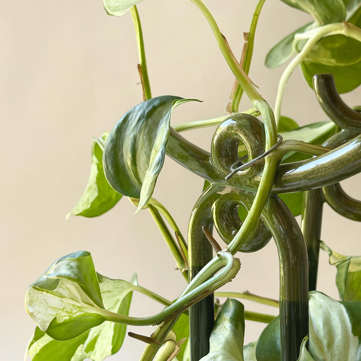 Folk Yuma Moss Green