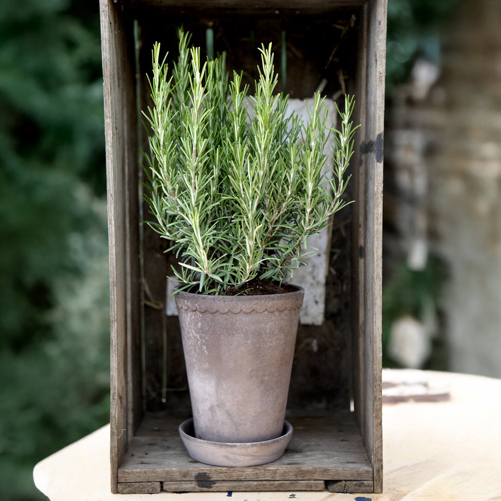 Helena Tall Pot RAW Grey