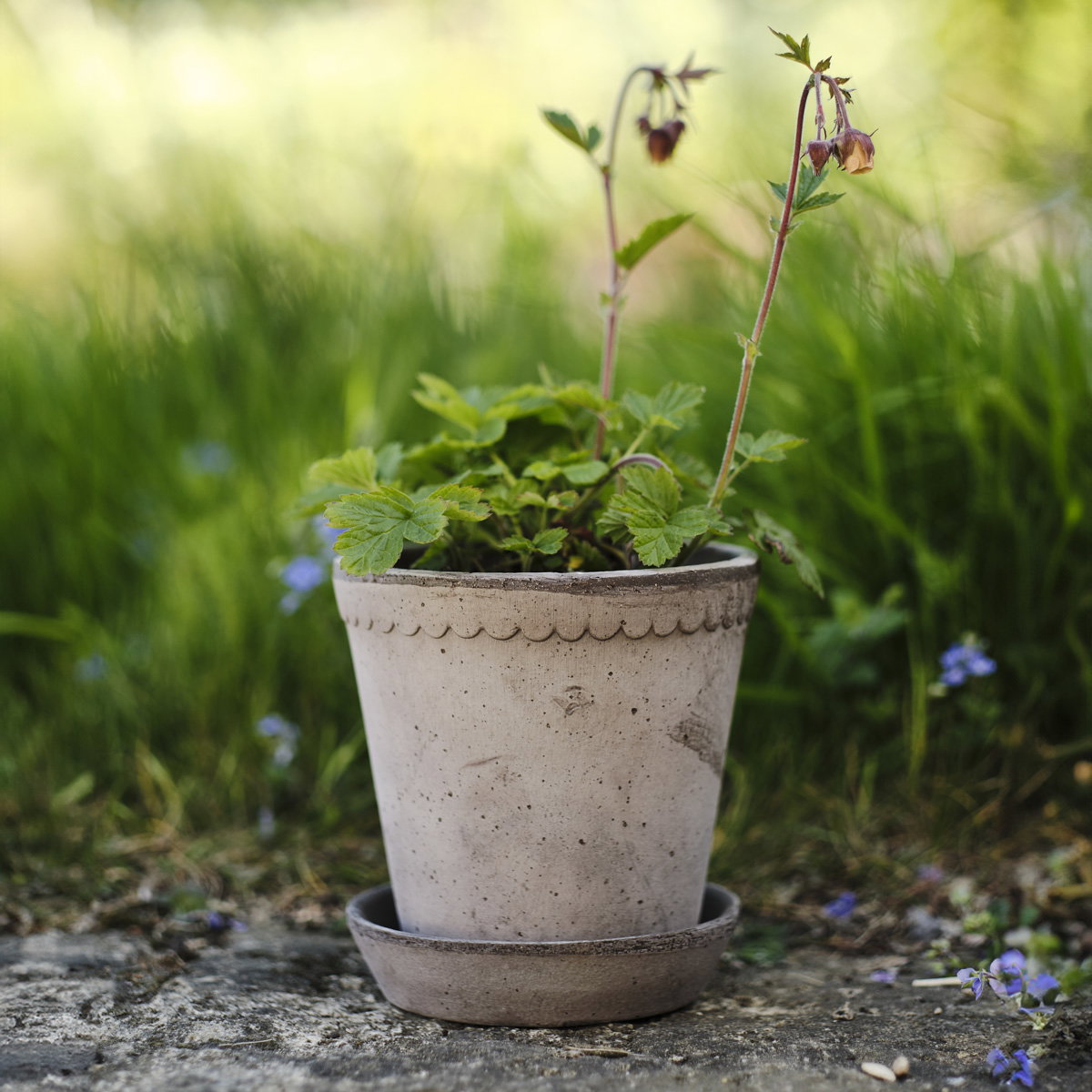 Helena Pot RAW Grey