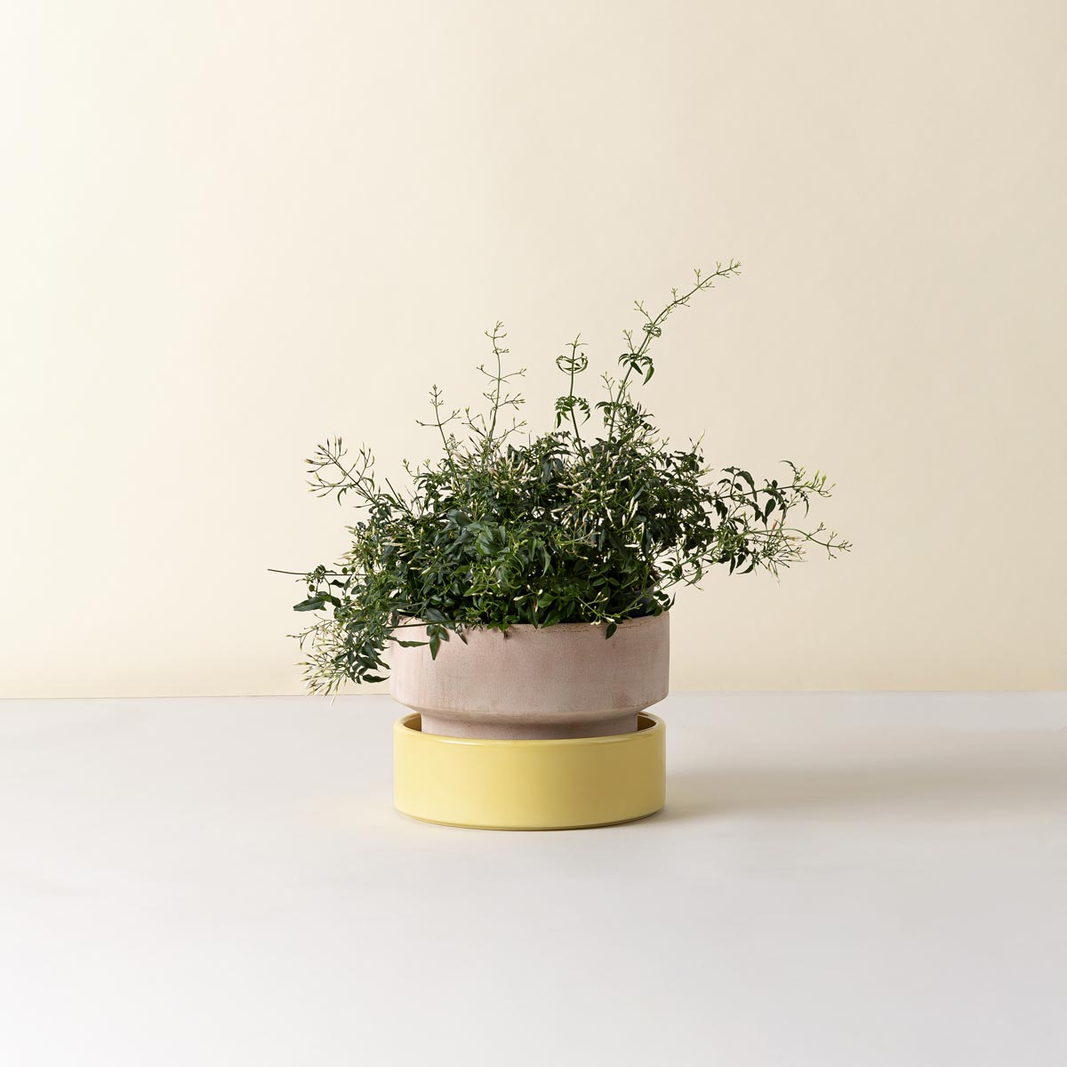 Hoff Low Pot RAW Rosa