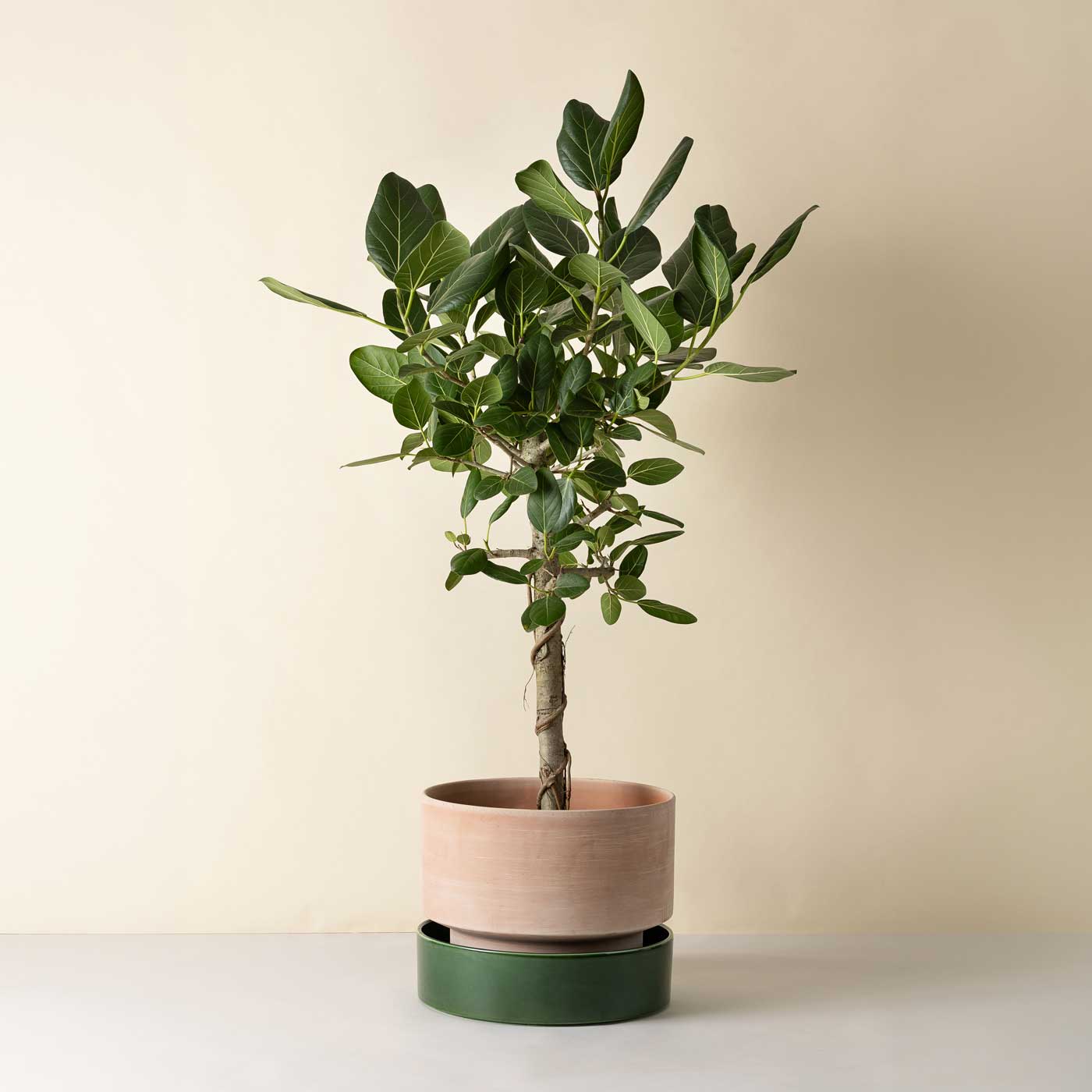 Hoff Large Pot RAW Rosa