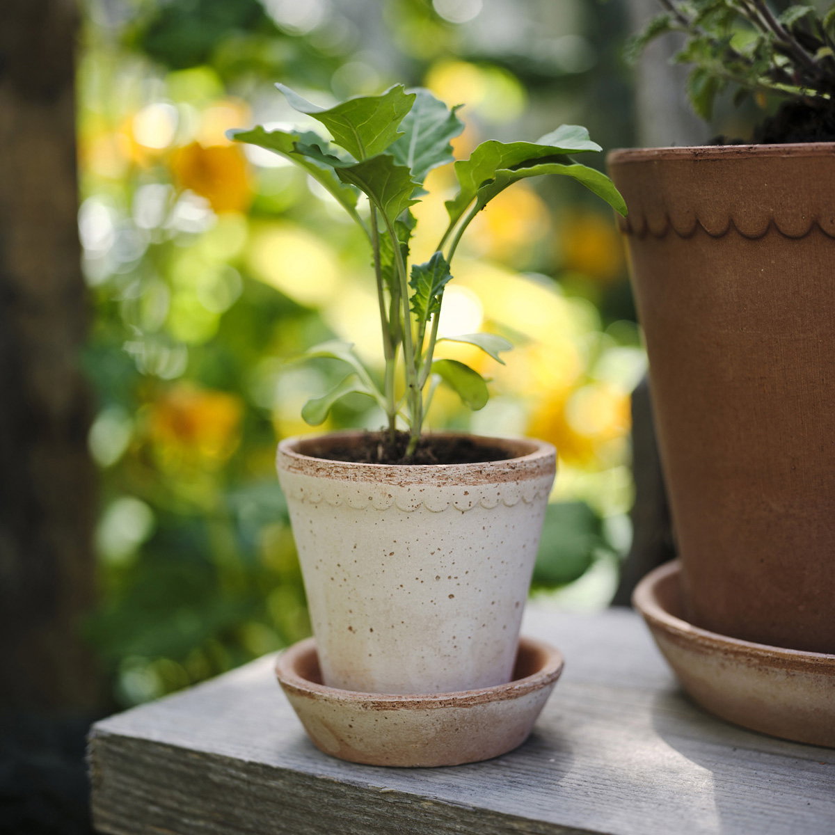 Helena Pot RAW Rosa