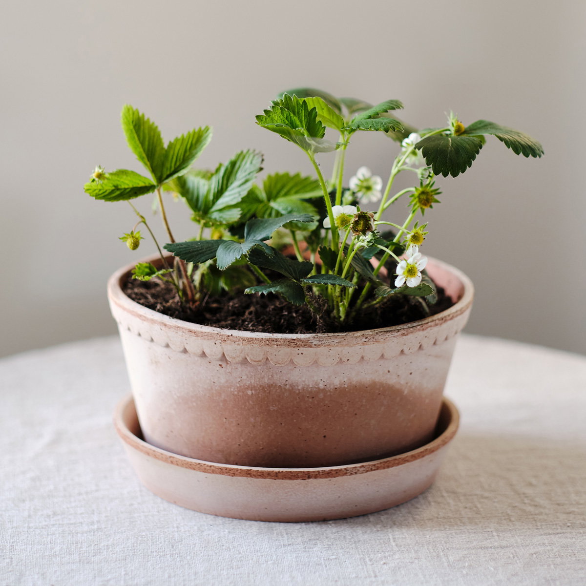 Helena Low Pot RAW Rosa