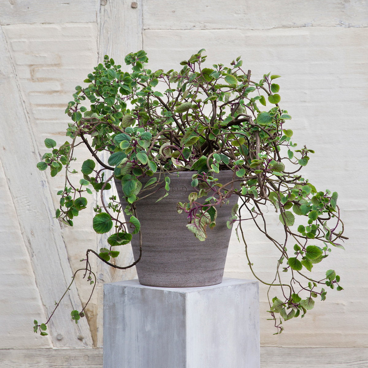 Julie Large Pot RAW Grey