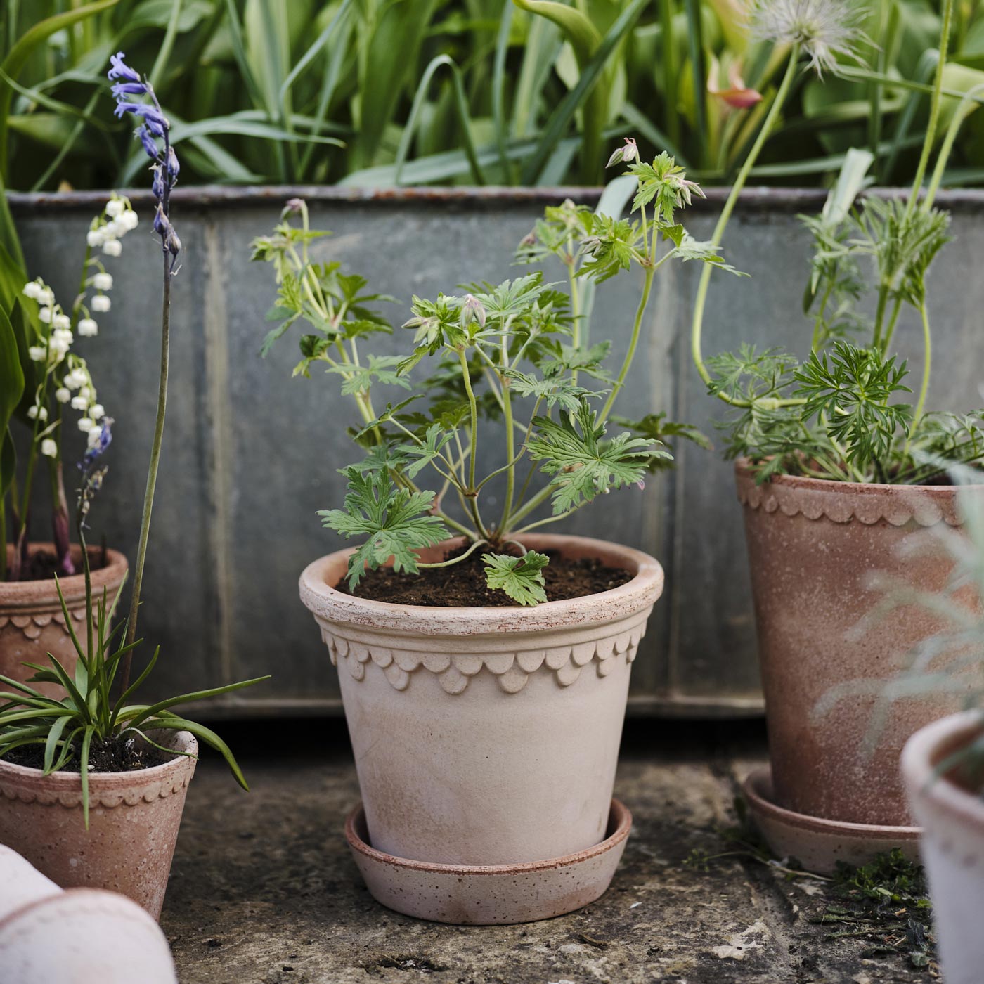 Københavner Pot RAW Rosa