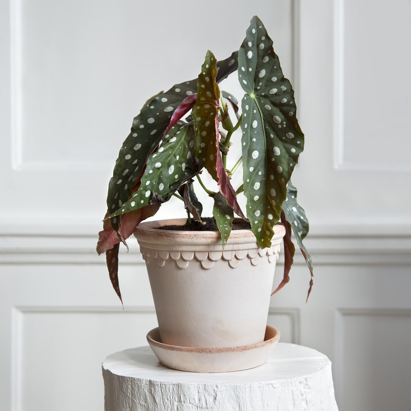 Københavner Pot RAW Rosa