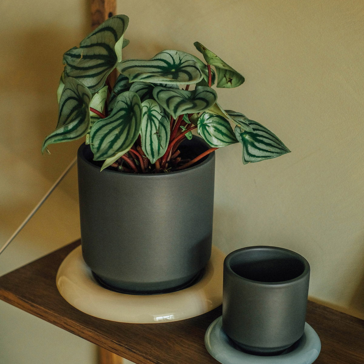 Lily Pot Forest Night