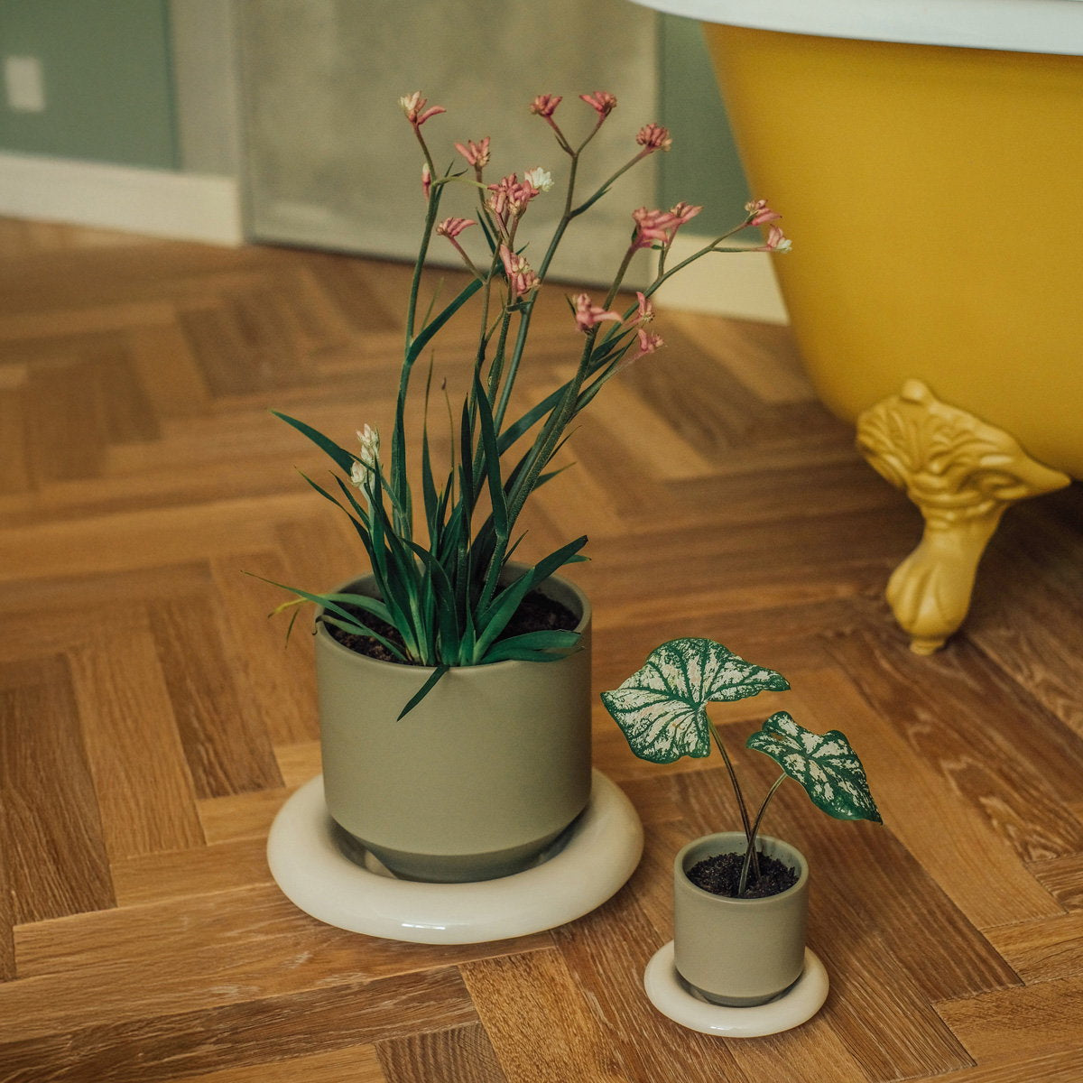 Lily Pot Sage Green