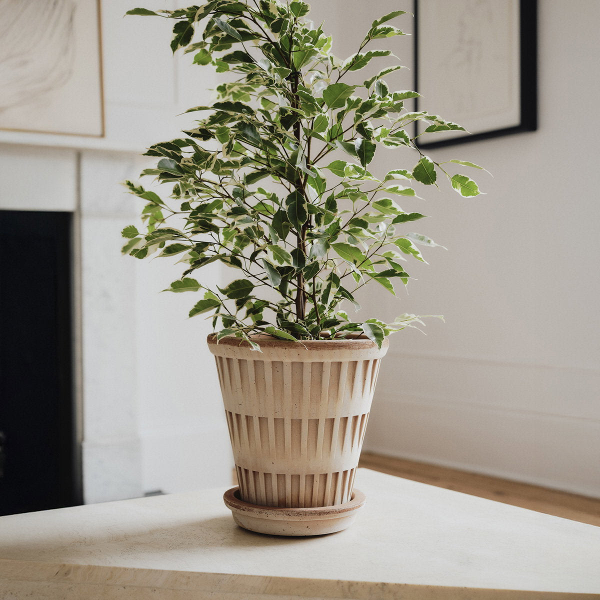 Pantheon Pot RAW Rosa