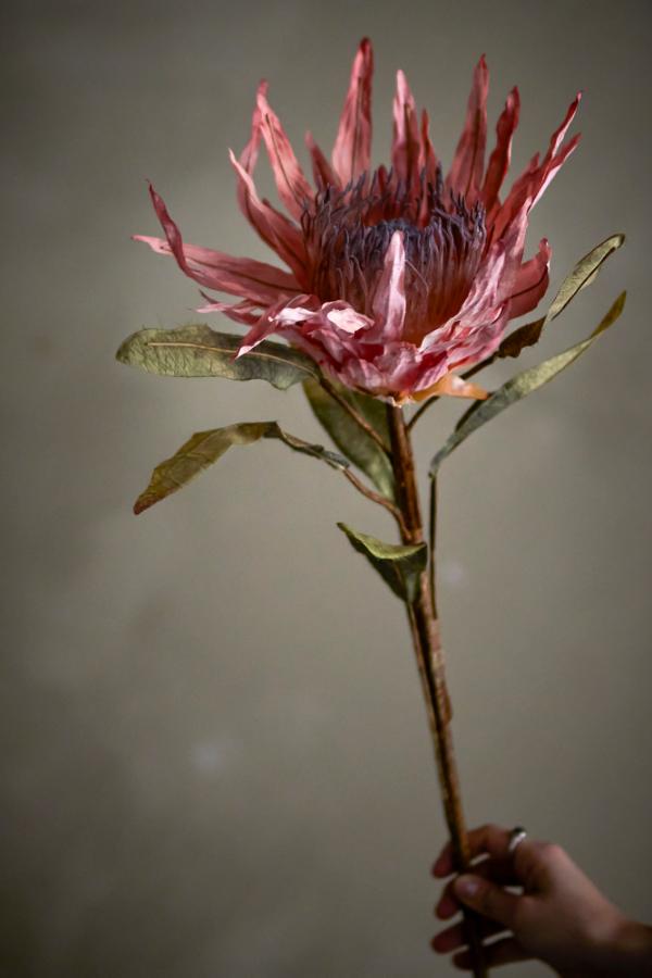 Bloomingville Protea Stem, Rose, Artificial Flowers