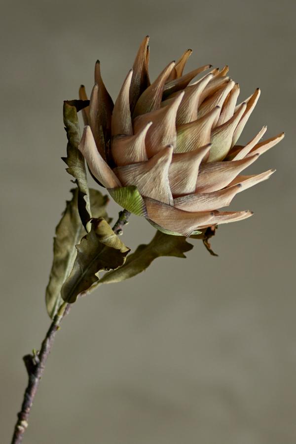 Bloomingville Protea Stem, Nature, Artificial Flowers
