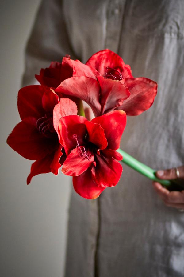 Bloomingville Amaryllis Stem, Red, Artificial Flowers