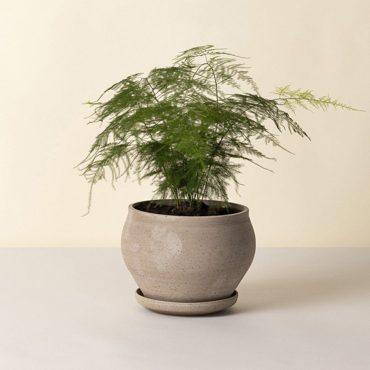 Delphi Low Pot RAW Grey