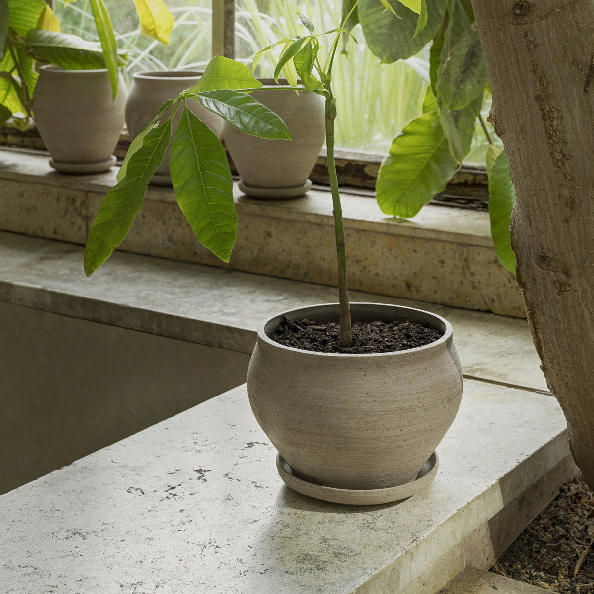 Delphi Low Pot RAW Grey