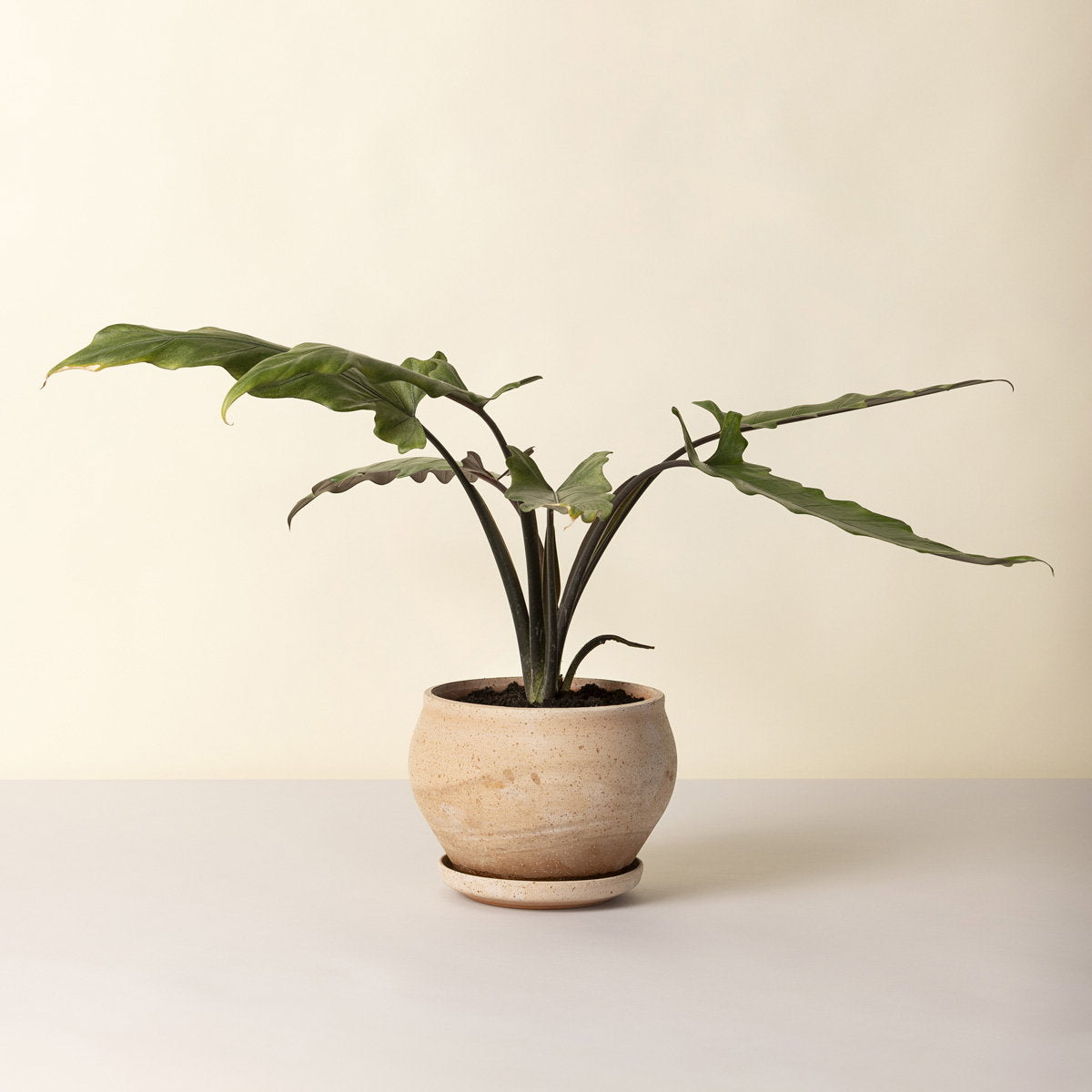 Delphi Low Pot RAW Rosa