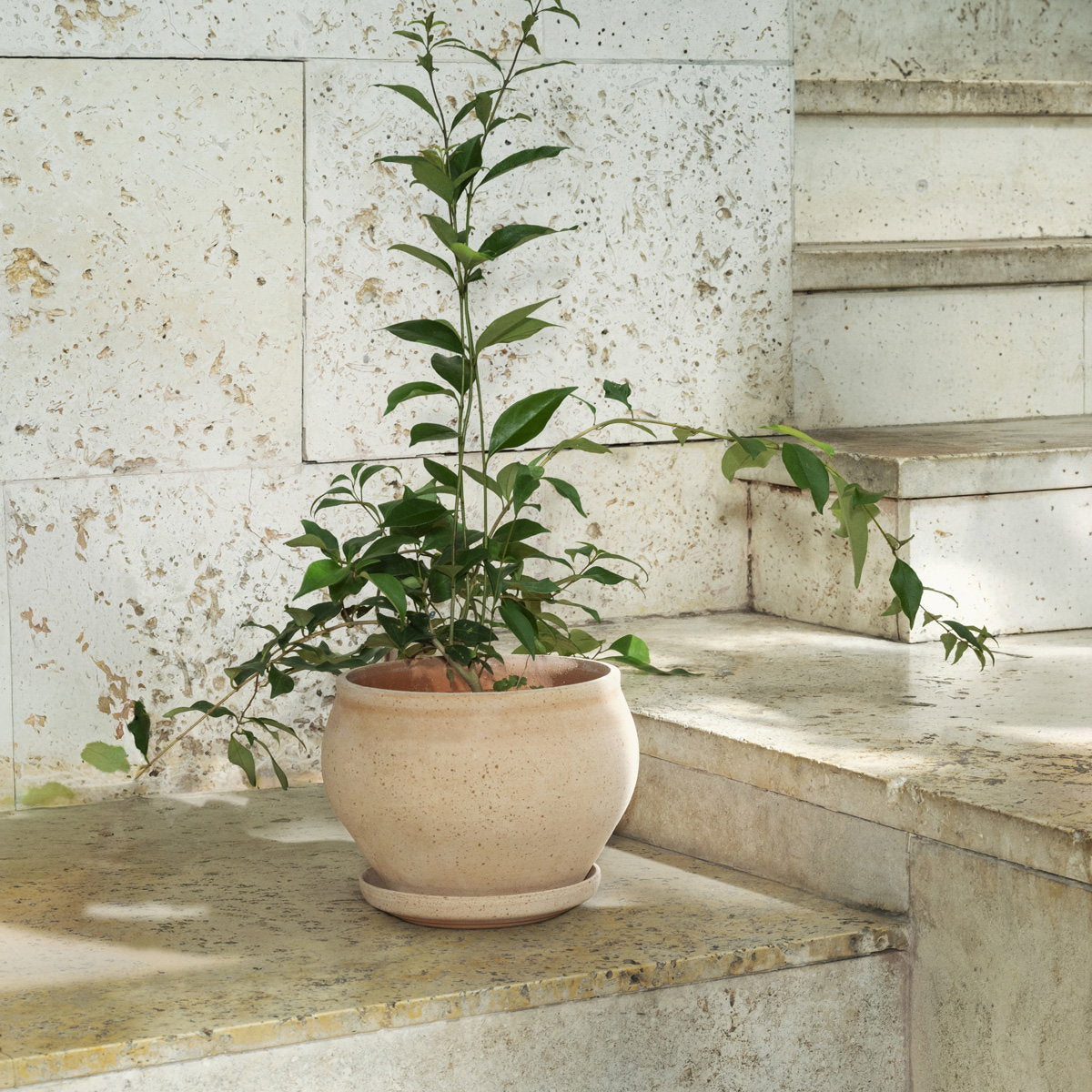 Delphi Low Pot RAW Rosa