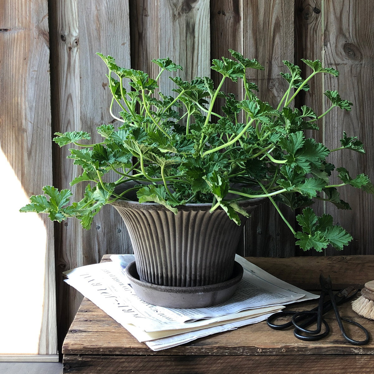 Daisy Pot RAW Grey