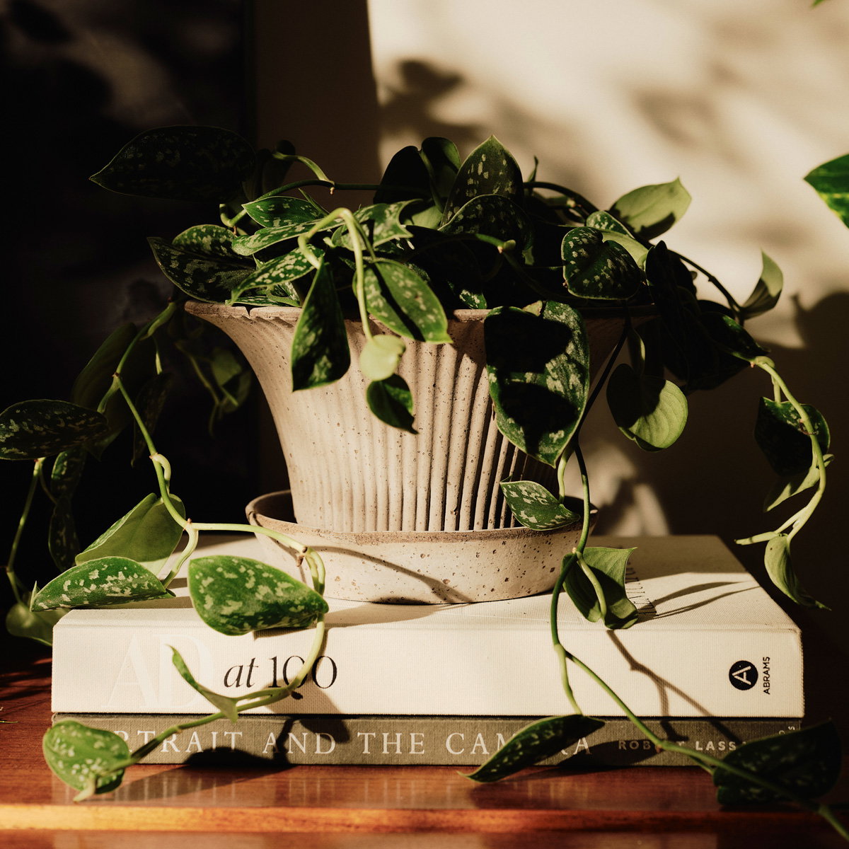 Daisy Pot RAW Grey