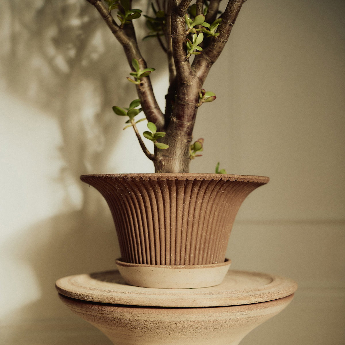 Daisy Pot RAW Rosa