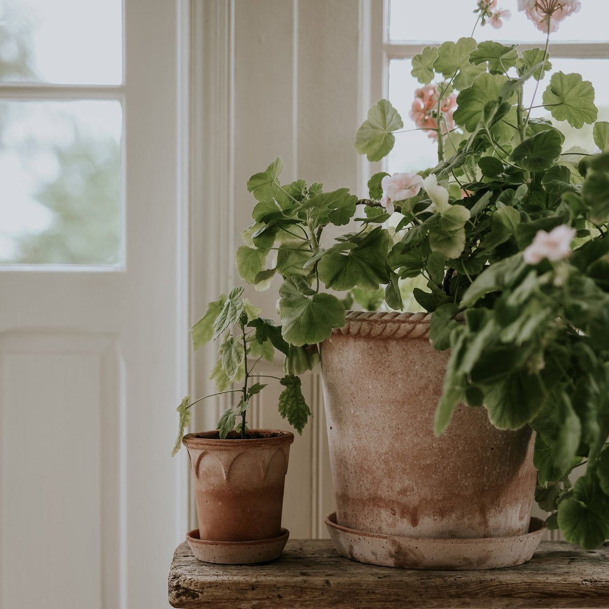 Emilia Pot RAW Rosa