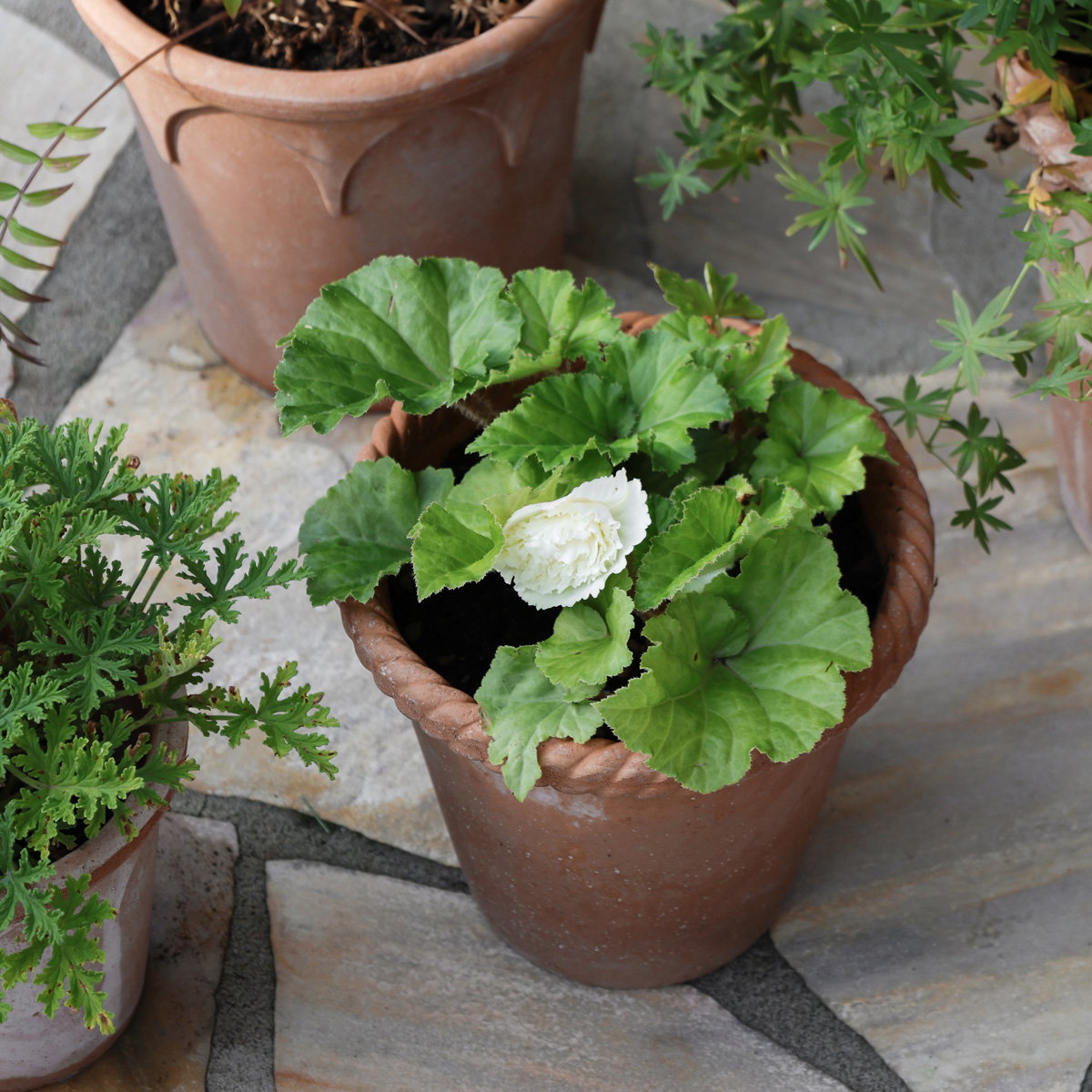 Emilia Pot RAW Rosa