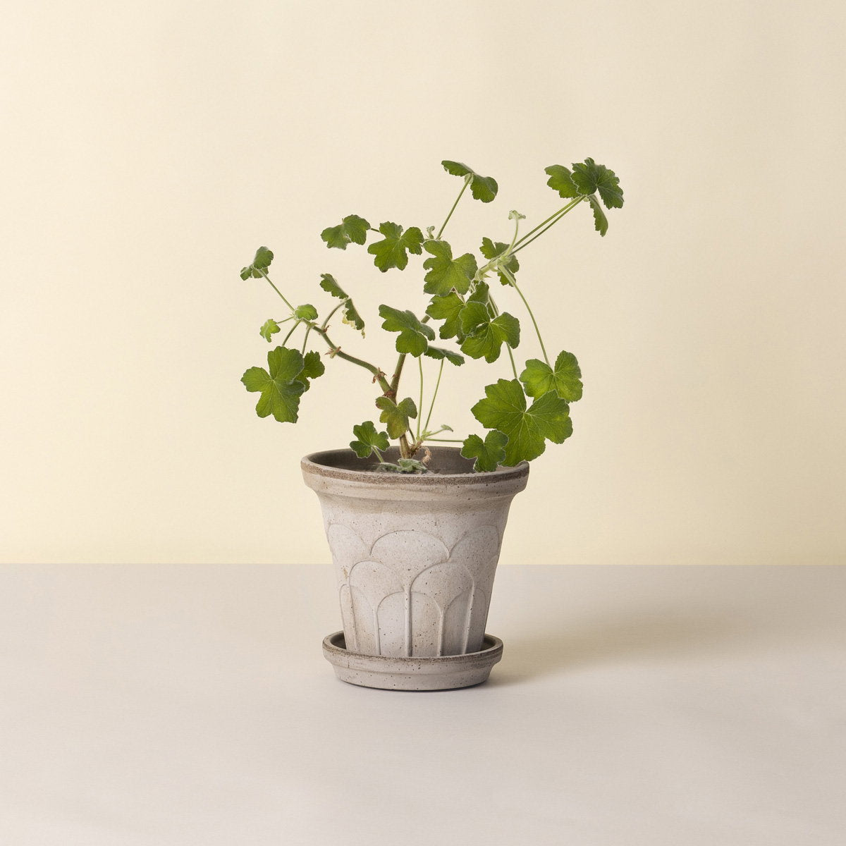 Fleur Pot RAW Grey