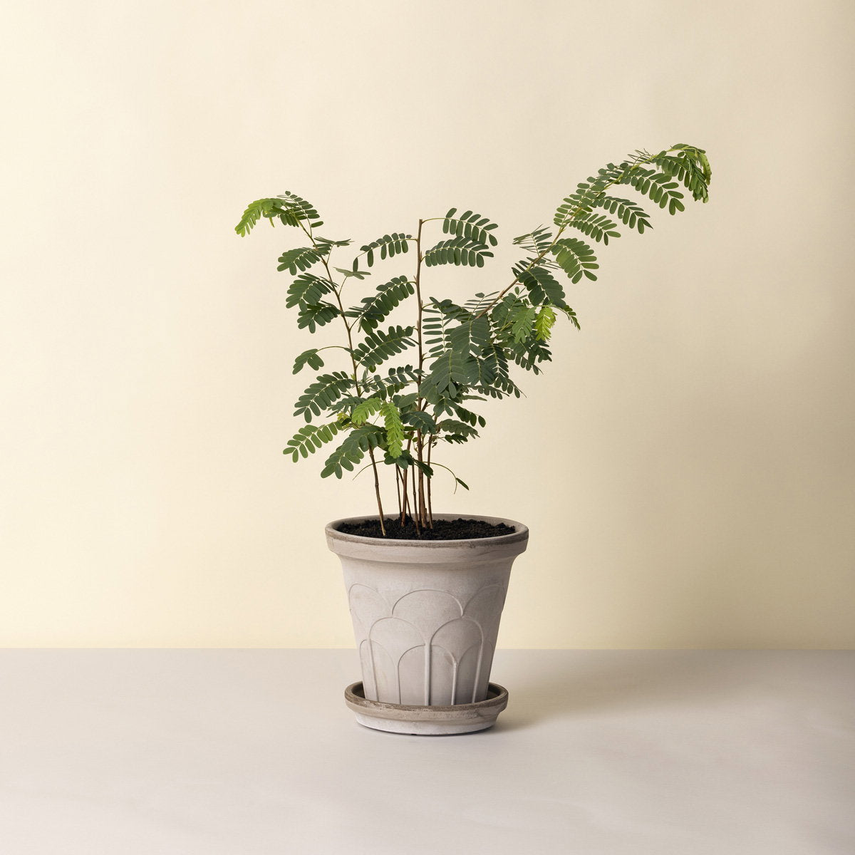 Fleur Pot RAW Grey