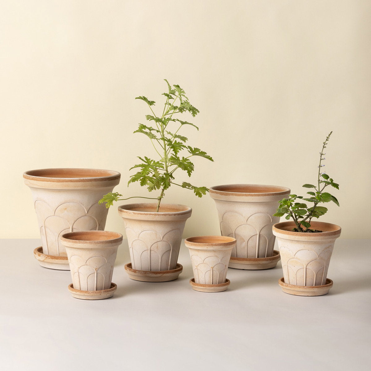 Fleur Pot RAW Rosa