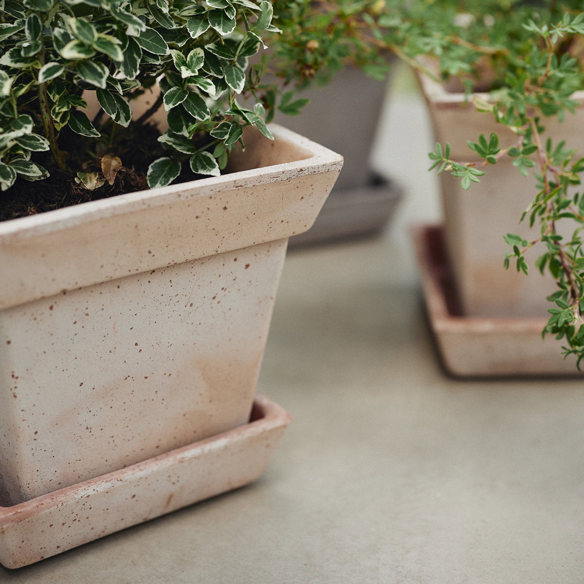 Gaia Pot RAW Rosa
