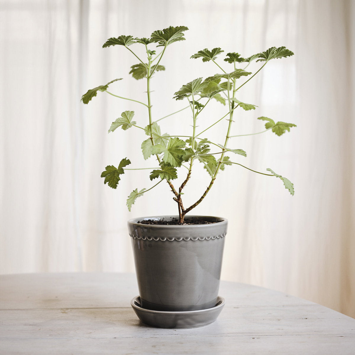 Helena Pot Pearl Grey