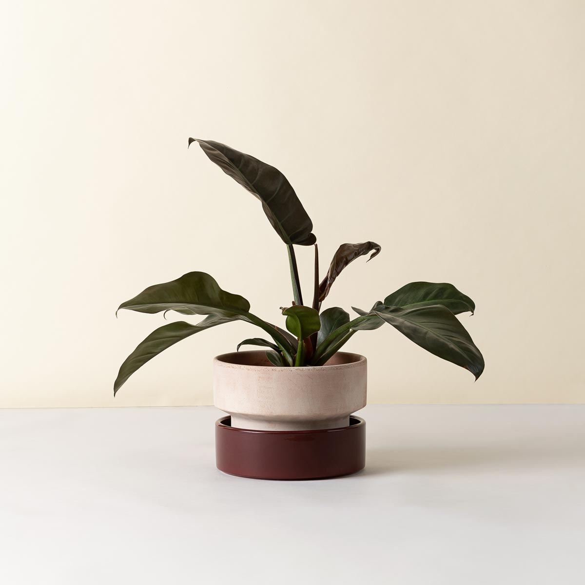 Hoff Low Pot RAW Rosa