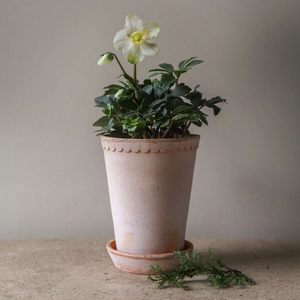 Helena Tall Pot RAW Rosa