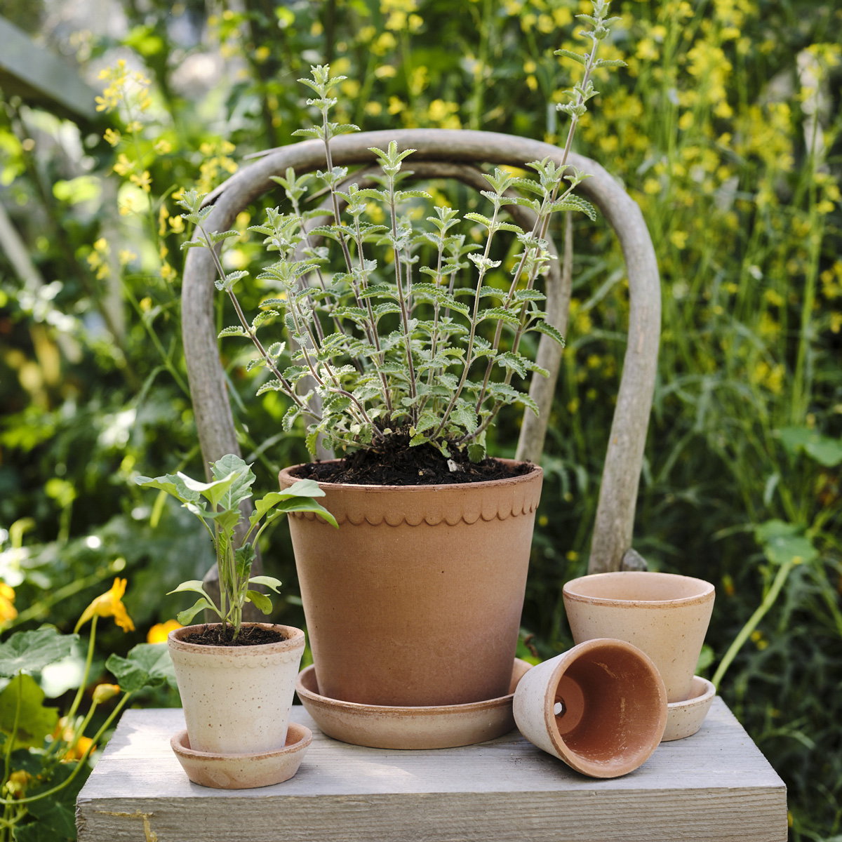 Helena Pot RAW Rosa