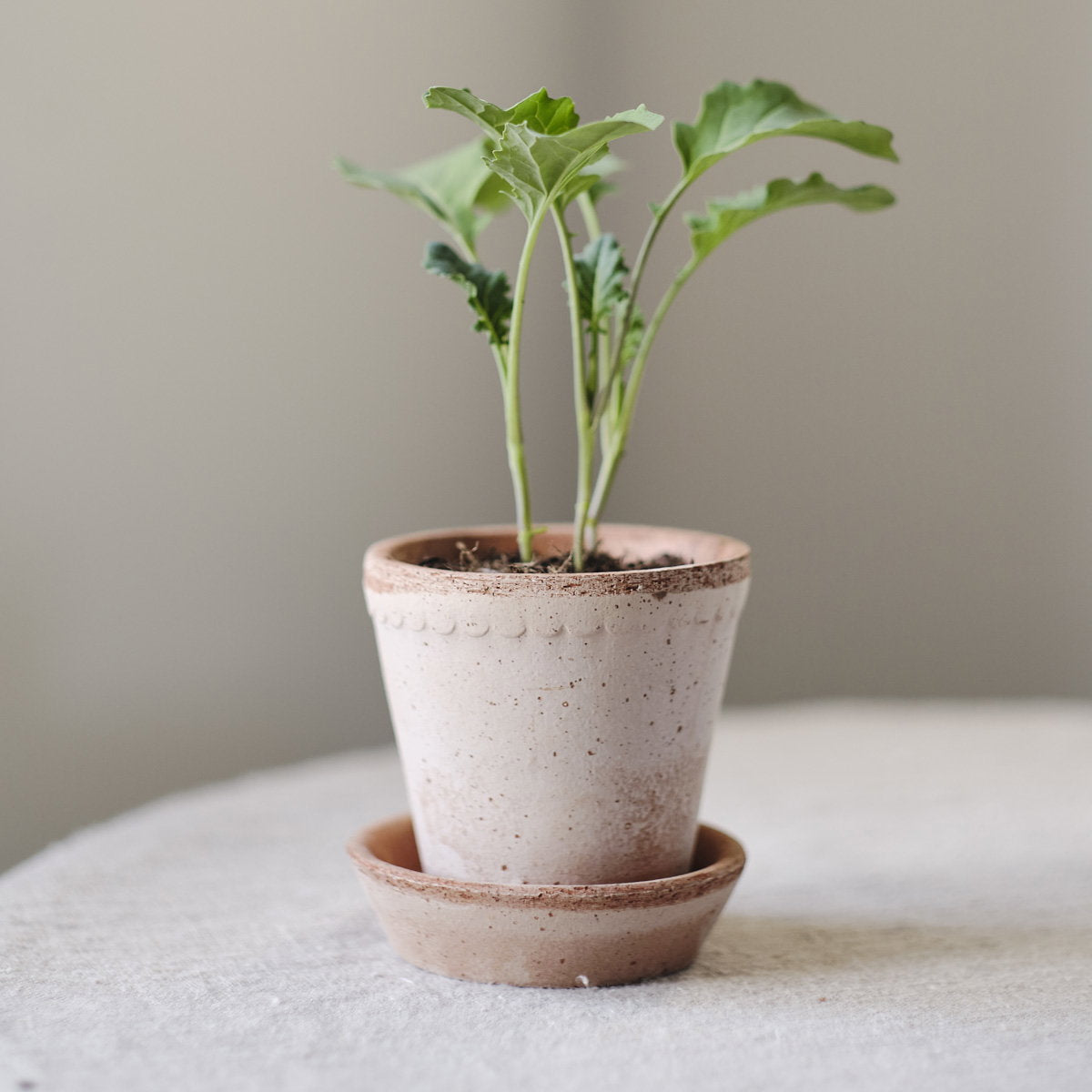 Helena Pot RAW Rosa