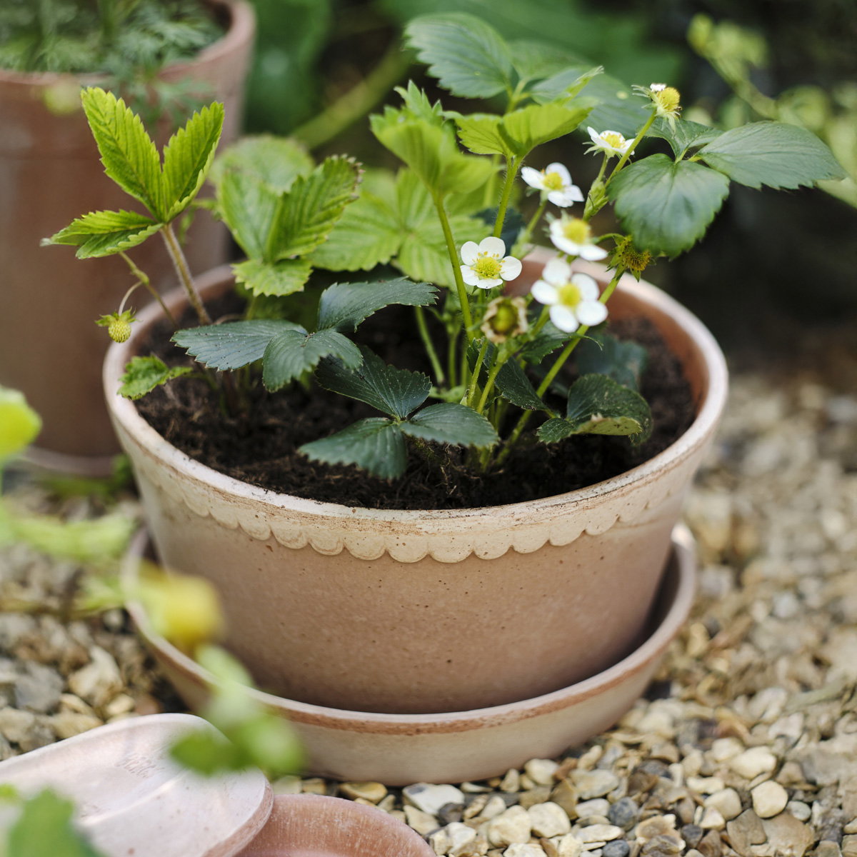 Helena Low Pot RAW Rosa
