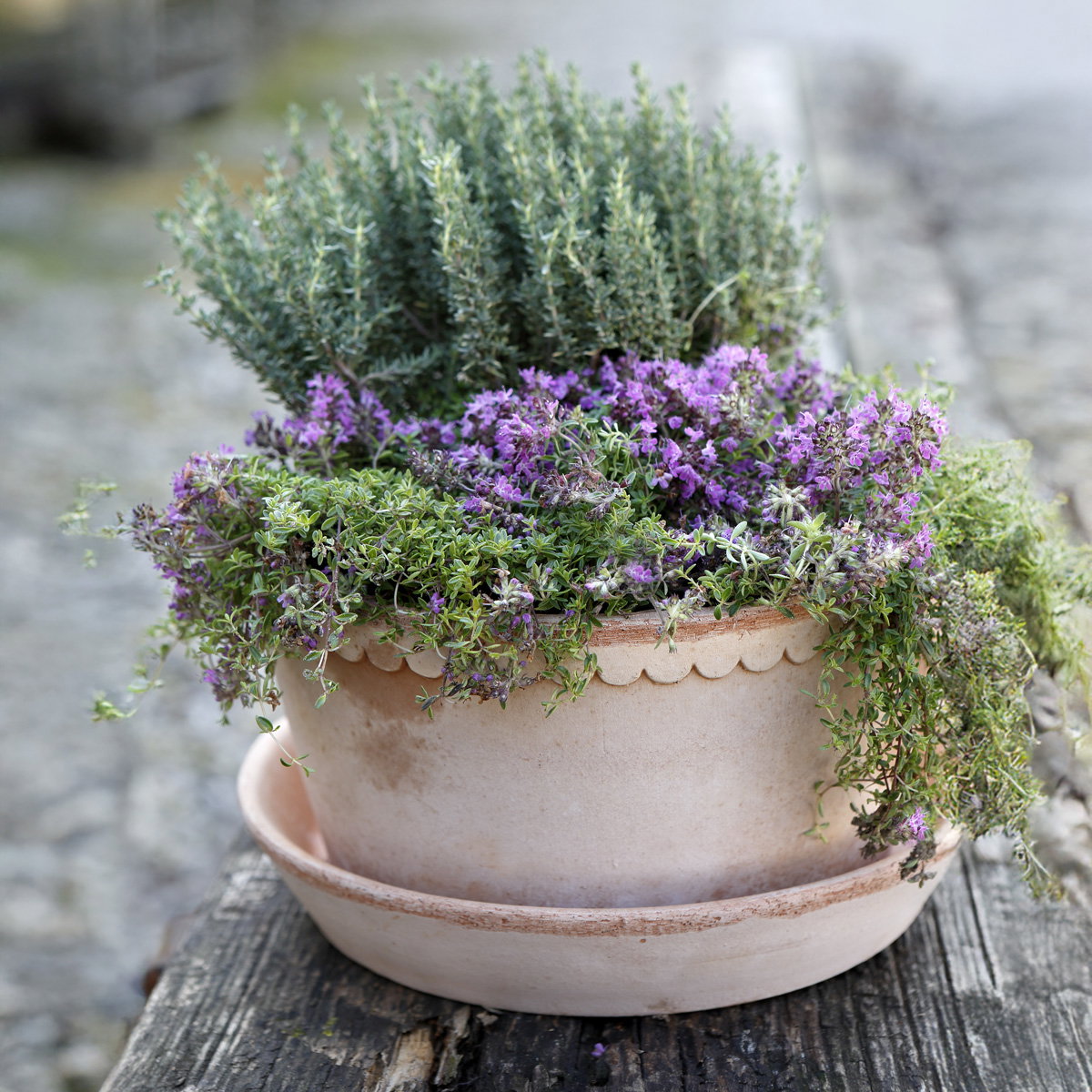 Helena Low Pot RAW Rosa