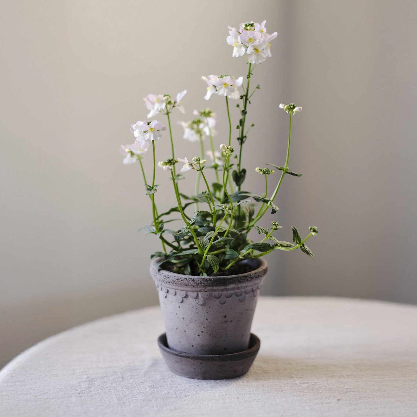 Københavner Pot RAW Grey