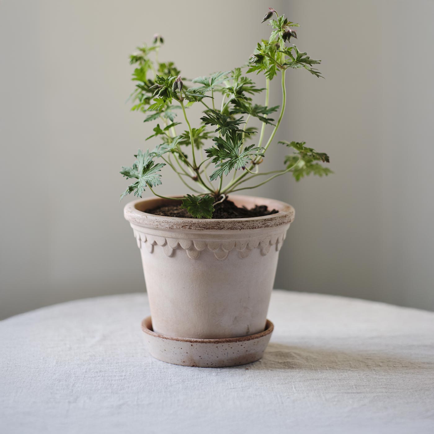 Københavner Pot RAW Rosa