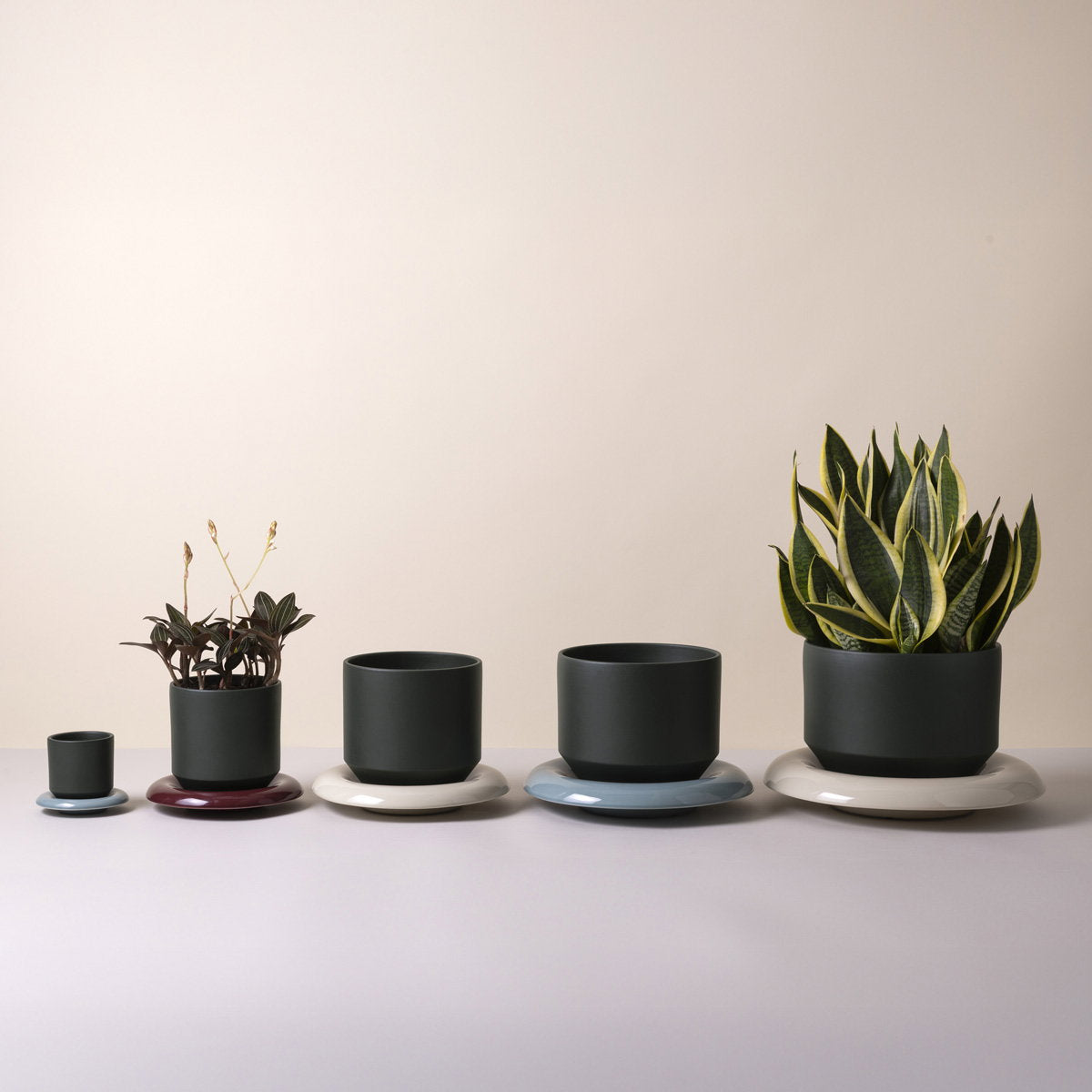 Lily Pot Forest Night